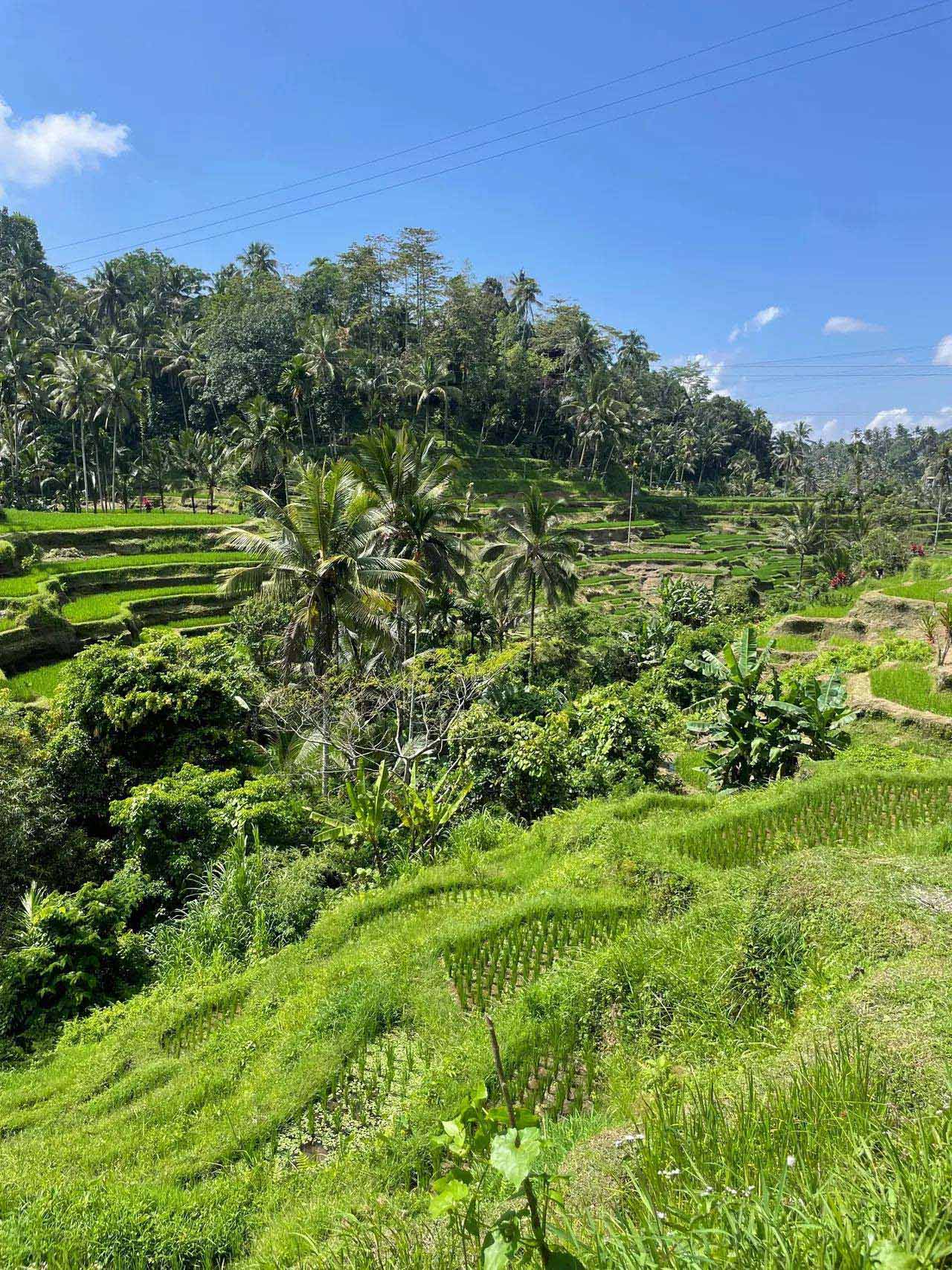Rice Paddies in Bali Rice Paddies in Bali